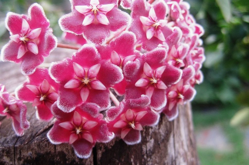 Rosa hoya blomma